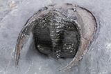 Gorgeous Scotoharpes Trilobite - Boudib, Morocco #359167-4